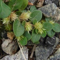 Alternanthera pungens Kunth